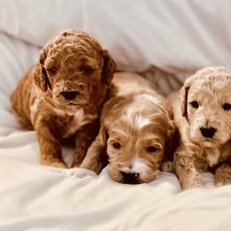 Goldendoodle Puppies from Sunrise Doodles