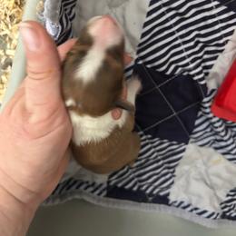 Purple - White and sable female Shetland Sheepdog puppy in Fontanelle, Iowa from Jensen Farms Shelties