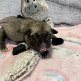 Donkey - Yellow male Black Mouth Cur puppy in Warsaw, Missouri from Heritage Cow Dogs