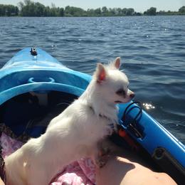 Chihuahua All Grown Up from Vargo Chihuahuas