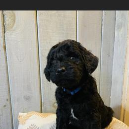 Labradoodle Puppies from Ross Farm Doodles
