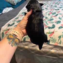 Gray collar - Black male Shih Tzu puppy in Ethel, Mississippi from The Dog House