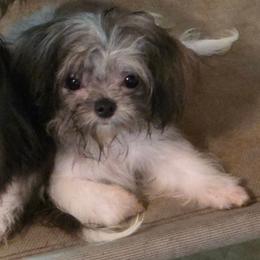 Midwest Mini Harol - Silver male Mi-Ki puppy in Clearwater, Kansas from Midwest Mini Mi-kis
