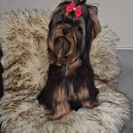 Casanova - Yorkshire Terrier