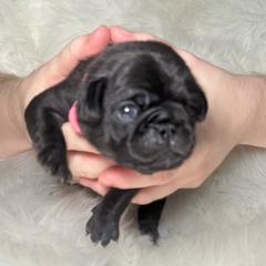 Pink collar - Black female Pug puppy in Deer Park, Texas from Butler Pugs and Frenchies