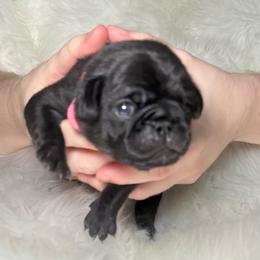Pink collar - Black female Pug puppy in Deer Park, Texas from Butler Pugs and Frenchies