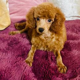 Scarlet - Poodle