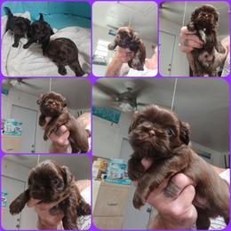Boy 1 - Chocolate male Shih Tzu puppy in Houston, Texas from Shih Tzu Houston