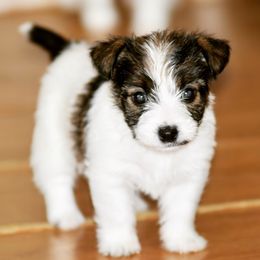Beagle, Jack Russell Terrier, and Russell Terrier Puppies from Mountain Top