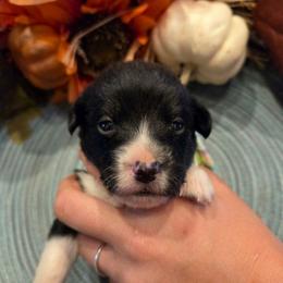 Male 2 - Black tri-color male Assorted Doodle Crosses puppy in Mouth Of Wilson, Virginia from Holly Ridge Aussies, Aussiedoodles & Corgis