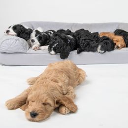 Australian Labradoodle Puppies from Providence Labradoodles