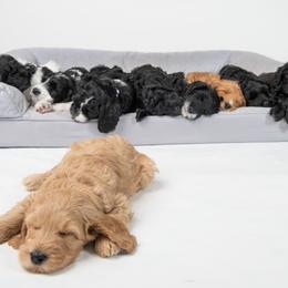 Australian Labradoodle Puppies from Providence Labradoodles
