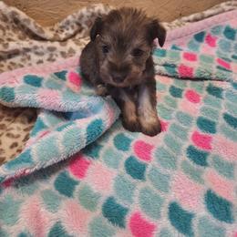 Alexia - Liver female Miniature Schnauzer puppy in Warrenville, South Carolina from All Paws Pet Resort