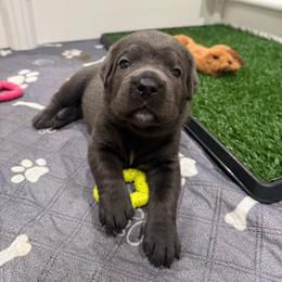 Grey female small white patch on chest grey collar - Gray female Cane Corso puppy in Cherry Valley, California from Liberty Corsos