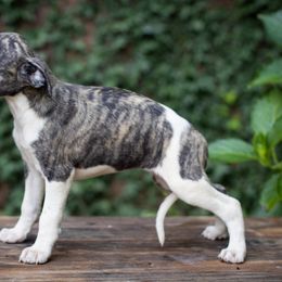 Borzoi and Whippet Puppies from Ivanhoe Borzoi