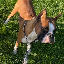 Shimmer - Boxer
