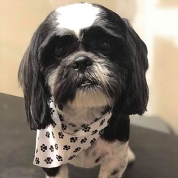 Shih Tzus from Sonya Garrett