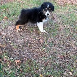 Peter - Black tri-color male Australian Shepherd puppy in Terryville, Connecticut from Spirited Aussies