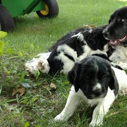 English Springer Spaniels from Joyspring English Springer Spaniels
