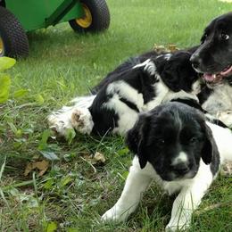 English Springer Spaniels from Joyspring English Springer Spaniels