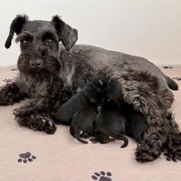 Barna-Bee - AKC - Blue Collar - Black and silver male Miniature Schnauzer puppy in Wheeler, Wisconsin from Sue’s Miniature Schnauzers