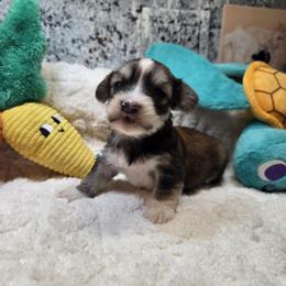 Ginny boy 3 - Red male Havanese puppy in Deer Park, Washington from Mt. Top Havanese