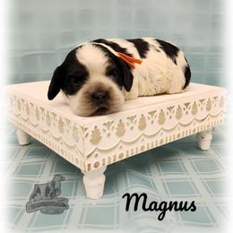 Magnus - Blue roan and tan male Cocker Spaniel puppy in Tecumseh, Oklahoma from Gambill's Cocker Spaniel Cuties