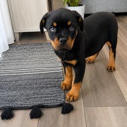 Hause - Black and mahogany male Rottweiler puppy in Parker, Colorado from Denver Rotties