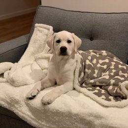 Labrador Retriever Puppies from Fidelity Farm Labradors
