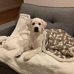 Labrador Retriever Puppies from Fidelity Farm Labradors