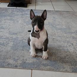 Bull Terrier and Miniature Bull Terrier Puppies from Virtue Bull Terriers & Miniature Bull Terriers