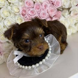 Buttercup - Chocolate, tan and white male Yorkshire Terrier puppy in Illinois from Pretty Little Yorkies