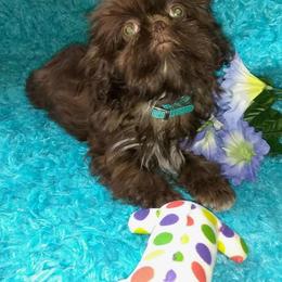 Shih Tzu Puppies from Pams precious shih tzus