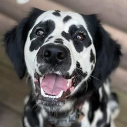 Dalmatians from RJ’s Dalmatians