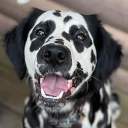 Dalmatians from RJ’s Dalmatians