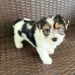 Archie - Parti male Yorkshire Terrier puppy in Florence, Alabama from Yorkies of Forest Creek