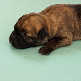 Fawn Sable Girl - Fawn sable female Belgian Malinois puppy in Irmo, Texas from Kaizen Ruach Malinois