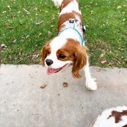 Little Merida- Extra Small Cavalier - Blenheim female Cavalier King Charles Spaniel puppy in Tolleson, Arizona from Pixie Dust Cavaliers
