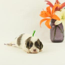 Earl (Green Collar Male) - Merle male Cavapoo puppy in Republic, Missouri from Red Skye Puppies