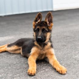 Nala - Black and red female German Shepherd puppy in Kamas, Utah from Uinta Mountain Shepherds