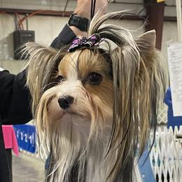 Cassie - Biewer Terrier