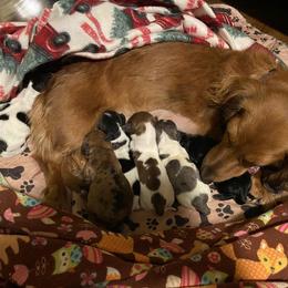 Dachshund All Grown Up from Always Darling Dachshunds