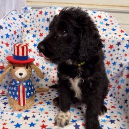 Riesling - White and black female Bordoodle puppy in Republic, Missouri from Holland Hilltop Farm