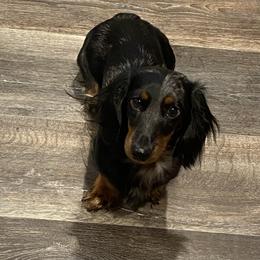 CoCo - Dachshund