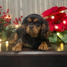 Cavalier King Charles Spaniel Puppies from Country Charm Cavaliers