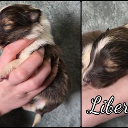 Liberty - Sable and white female Shetland Sheepdog puppy in Lebanon, Tennessee from Henotic Homestead's Shetland Sheepdogs