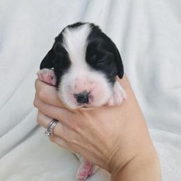 Summer - Black and white female English Springer Spaniel puppy in Casa Grande, Arizona from The Spaniel Garden