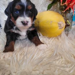 Australian Mountain Doodle puppies from Refined Doodles