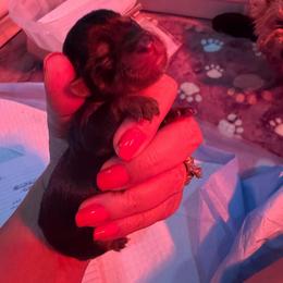 Wiggles - Black & tan tri-color female Morkie puppy in Decatur, Texas from Melanie's Morkies, Yorkipoo’s & Parti Yorkies