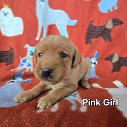 Girl 1 - Yellow female Labrador Retriever puppy in Potosi, Wisconsin from Point and Flush Gun Dogs